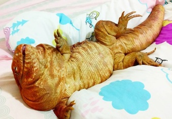 Check Out This Big Red Lizard (@macgyverlizard) That Acts Like a Puppy!