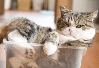 "If It Fits, I Sits", Maru, the Cardboard Box King's Mantra Could Teach us All Something