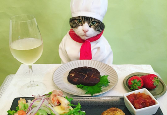 Maro the cosplaying cat chef eats and dresses better than you