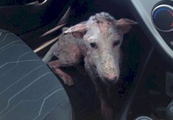 Stray sick dog risked jumping in a stranger’s car, saving her life