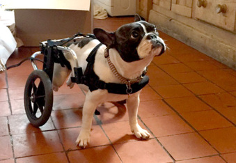 Wheelchair Dog Runs Faster Than Regular Dogs at the Park, Wins The Race to our Hearts