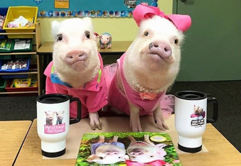 Prissy and Poppleton the MiniPigs Who Will Melt Your Hearts