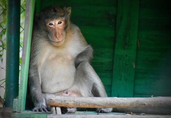 Miraculous Recovery Thailand Monkey Shot in the Face with a Metal Arrow Survives