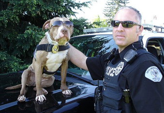 Top 5 Pitbull Rescues from the K9 Unit