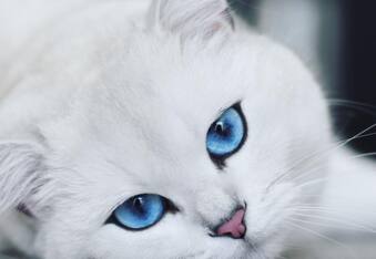Coby the Cat with Piercing Blue Eyes, over 1 Million Followers, and Sponsorship Deals