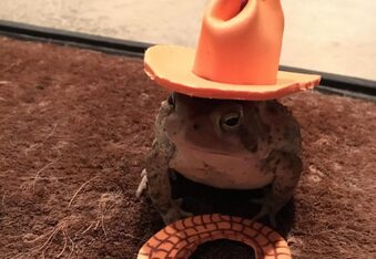 Man makes cute hats for toad that visits his porch @toadhatguy