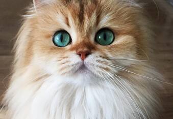 Smoothie the Cat Titled the Prettiest Cat on the Internet is a Real Life 'Puss n Boots'