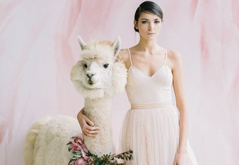 Skip human bridesmaids and groomsmen, pick wedding llamas instead!