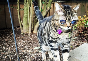 Matilda the Alien Cat who lost her eyes only to find the greatness in people around her