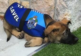 Puppy too friendly for police dog job, hired as government good boy instead