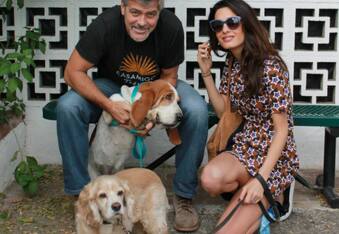 George and Amal Clooney Give $10,000 to Help Rescue Dogs