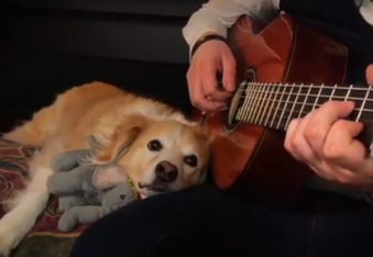 Maple the acoustic guitar-loving dog teaches you how to chill