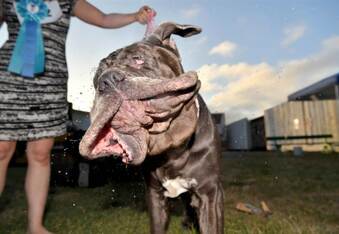 Check out the winners of the 2017 World’s Ugliest Dog Contest