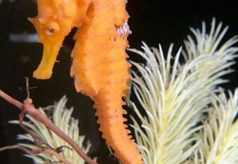 Cheeto the Rescued Seahorse gets another chance at life