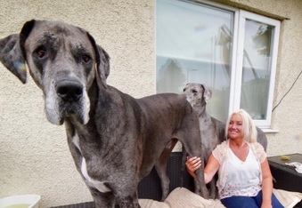 Meet Freddy, the World’s Tallest Dog at over 7 feet, 6 inches