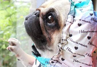 LouLou the Pug will steal your man