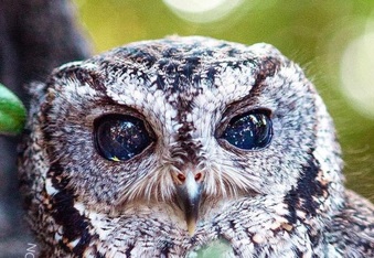The story of Zeus: The blind owl with stars in his eyes