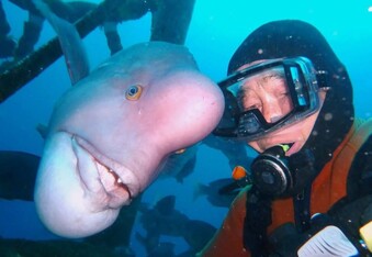 Diver Hiroyuki Arakawa and his BFF (Best Fish Friend) Yoriko have been meeting up for 25 years