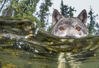 Check out these badass “sea wolves” that hunt underwater
