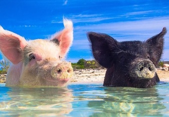 These tropical swimming pigs are your new vacation goals