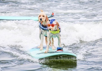 The 2017 World Dog Surfing Championship is also the cutest extreme sports championship