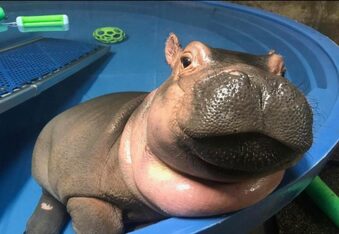 Fiona the Baby Hippo of The Cincinnati Zoo is the Official Queen of the Summer
