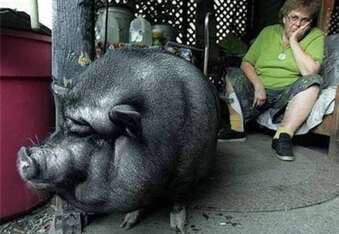 The story of Lulu the pig, who “played dead” to save owner’s life