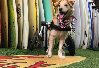 Super Scooty miracle pup overcame all odds, proving everyone wrong