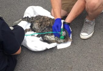 Firefighters rescue 5 cats from burning building
