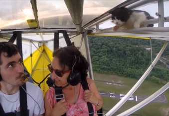 When cats fly: Furry stowaway takes an unexpected flight