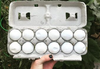 To catch a turtle poacher: conservationists use fake eggs to bring down bad guys!