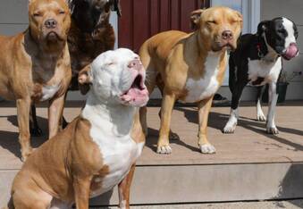 Seven+ rescue dogs on misfit farm living the good life! @roofusandkilo
