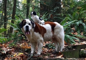 Blizzard and Lulu - BFF Goals: Big dog loves taking tiny dog everywhere on his back