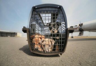 Wings of Rescue airlifts rescued animals out of Puerto Rico, devastated by Hurricane Maria