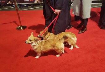 Royally cute guests on the red carpet for premier of The Crown steal the show