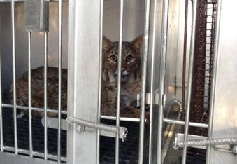 Thanksgiving miracle: bobcat survives 60 mile trip in car grill