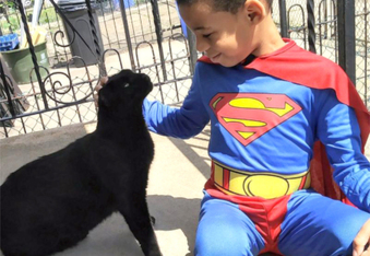 Superhero "Catman" saves stray cat lives daily