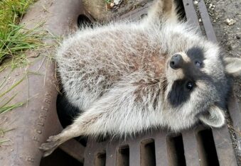 Chubby raccoon stuck in sewer drain is too relatable