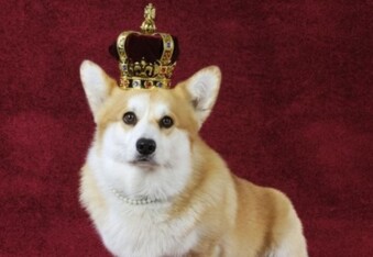 Corgi's replace actors on The Crown and it's🔥