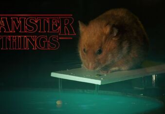 Hamster Things Cuter Than Stranger Things? You Decide