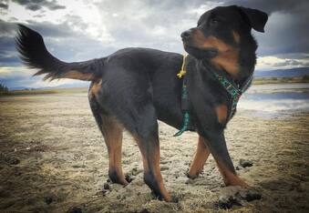 Brutus the Rottweiler pup, the quadruple amputee pup who could