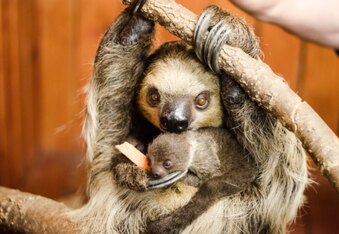 Baby Sloth born in case of surprise pregnancy!