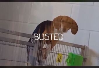Buttermilk the escape artist pup scales chain link fence in video!