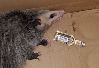 Party possum commits B&E, hits the sauce and gets arrested in Florida