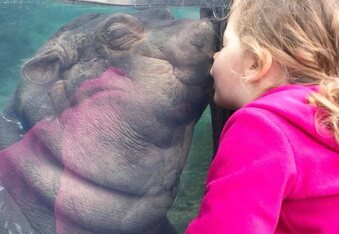 Princess Fiona at the Cincinnati Zoo the Hippo smooches adorable little girl