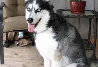Jack the Husky: Bad-To-The-Bone Doggo Banned From Six Us States and a Federal District