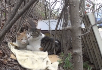 Nabi a feral cat protects his disabled girlfriend
