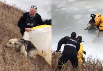 Firefighters rescue dog from frozen river, happy ending for family