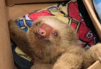 Baby Sloth Rescued In Costa Rica