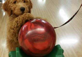 Blake the Goldendoodle Can Bowl You Under The Table